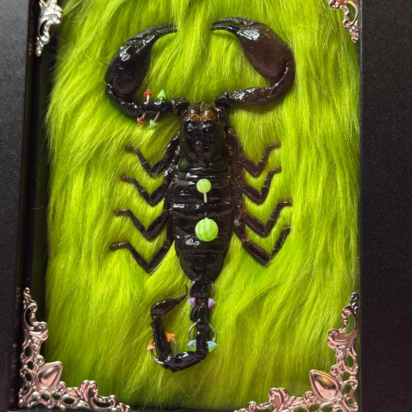 Pierced Scorpion Green & Black