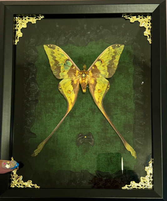 Comet Moth on Green - Black Frame