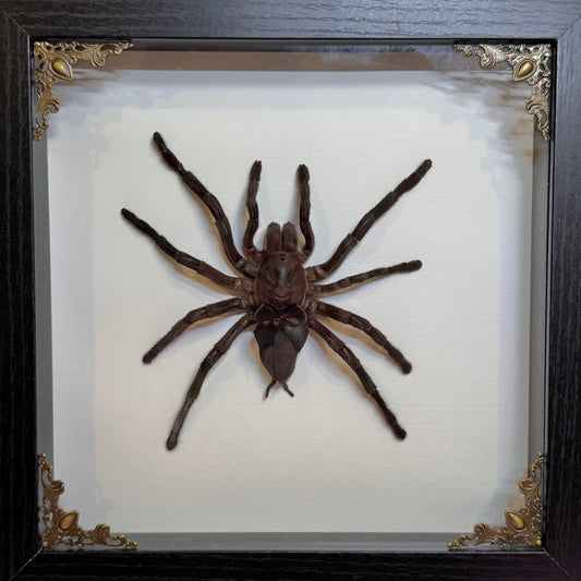 Large Tarantula With Cutie Black Bow