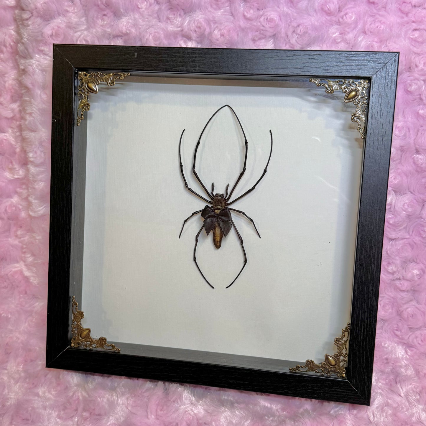 Orb Weaver With Cutie Black Bow