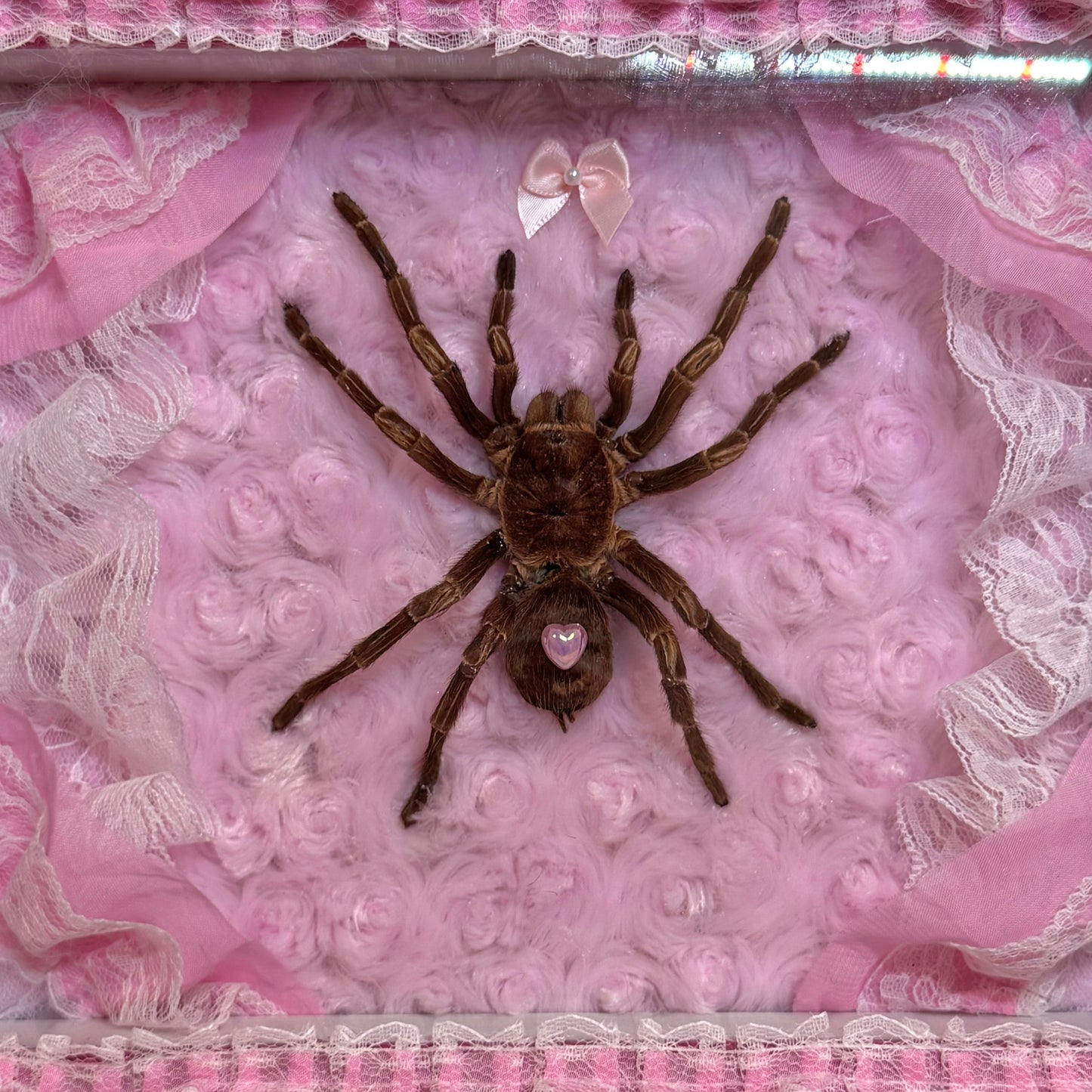 Large Tarantula on Lacy Baby Pink