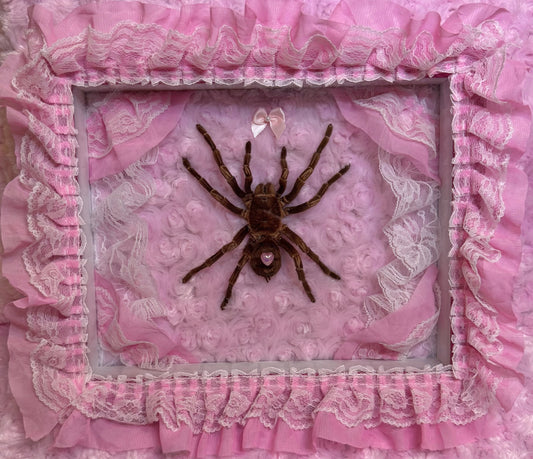 Large Tarantula on Lacy Baby Pink