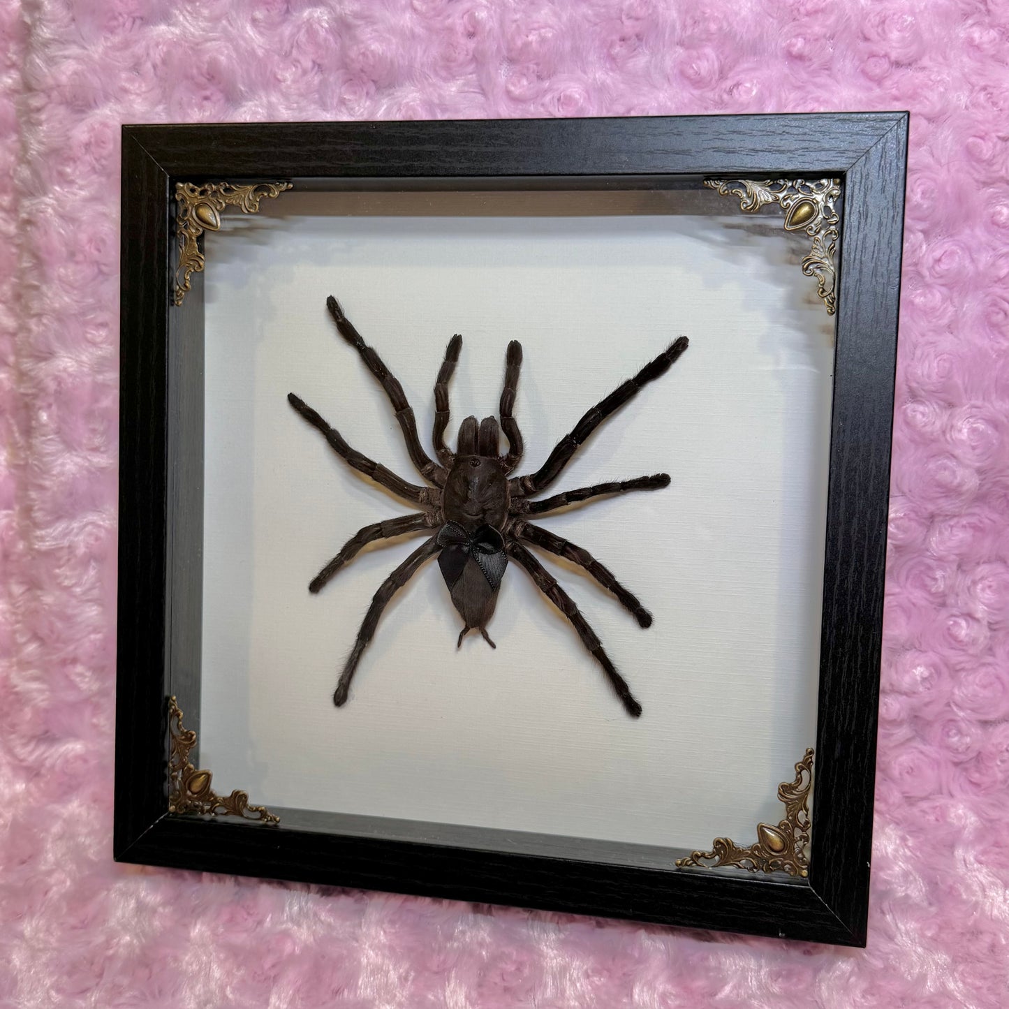 Large Tarantula With Cutie Black Bow