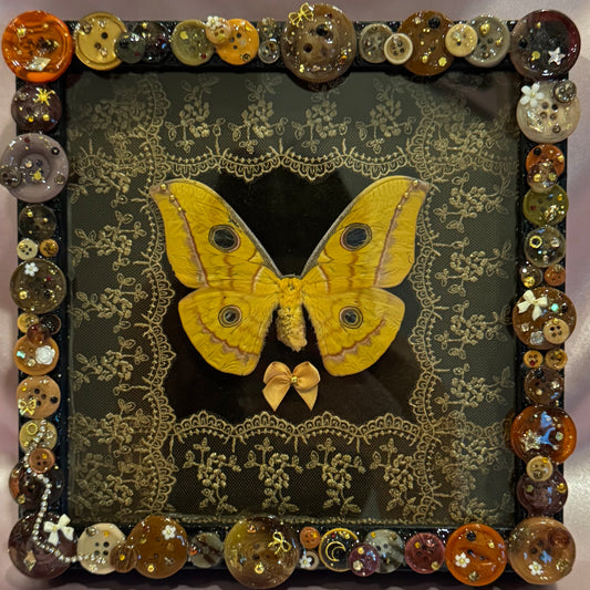 Japanese Silk Moth Button Baby