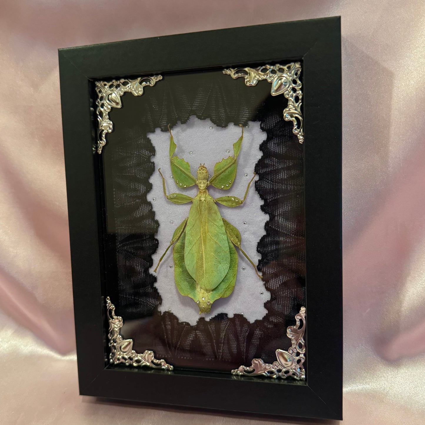 Green Leaf Insect on Purple - Black Frame