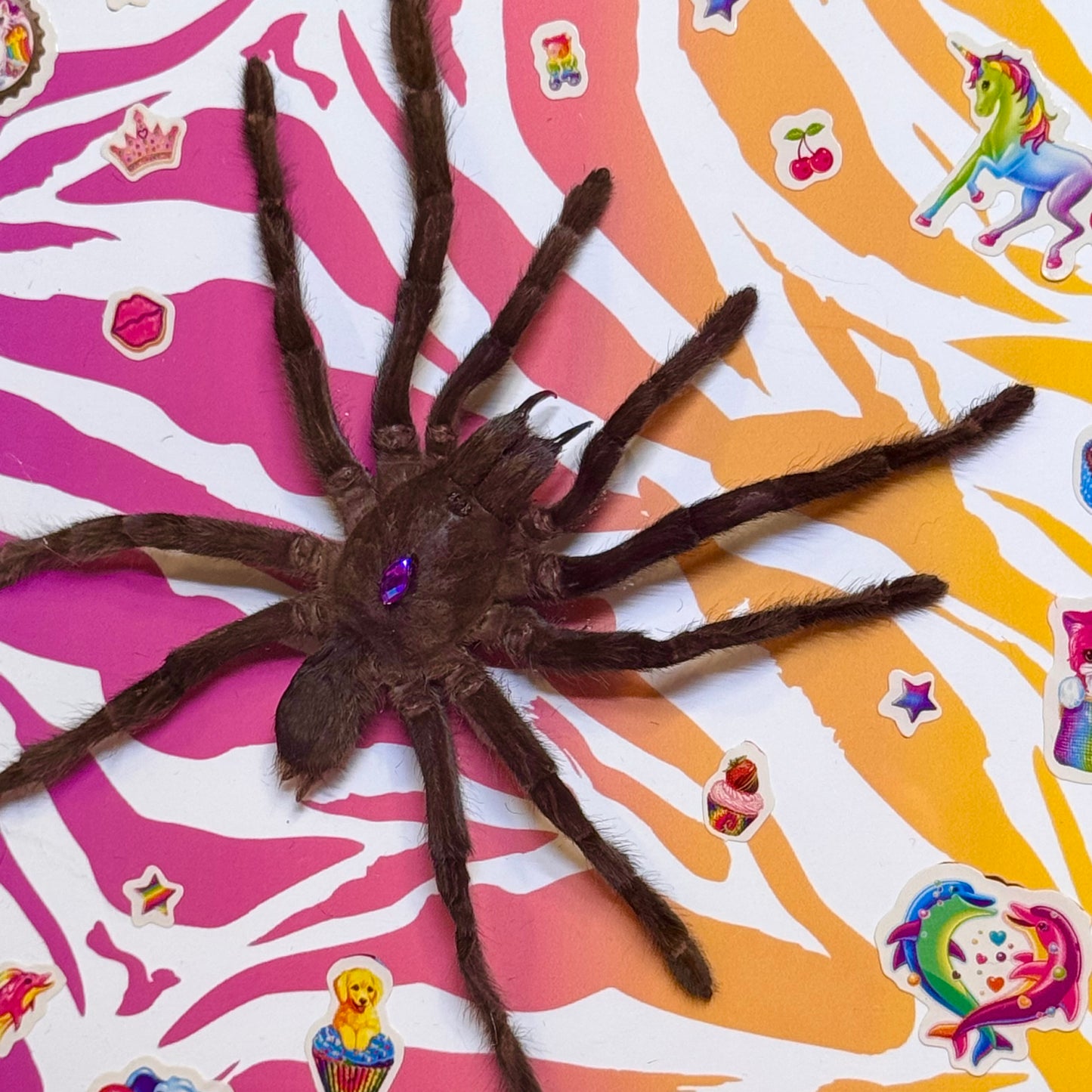Tarantula on Lisa Frank Inspired Rainbow Zebra Print With Stickers