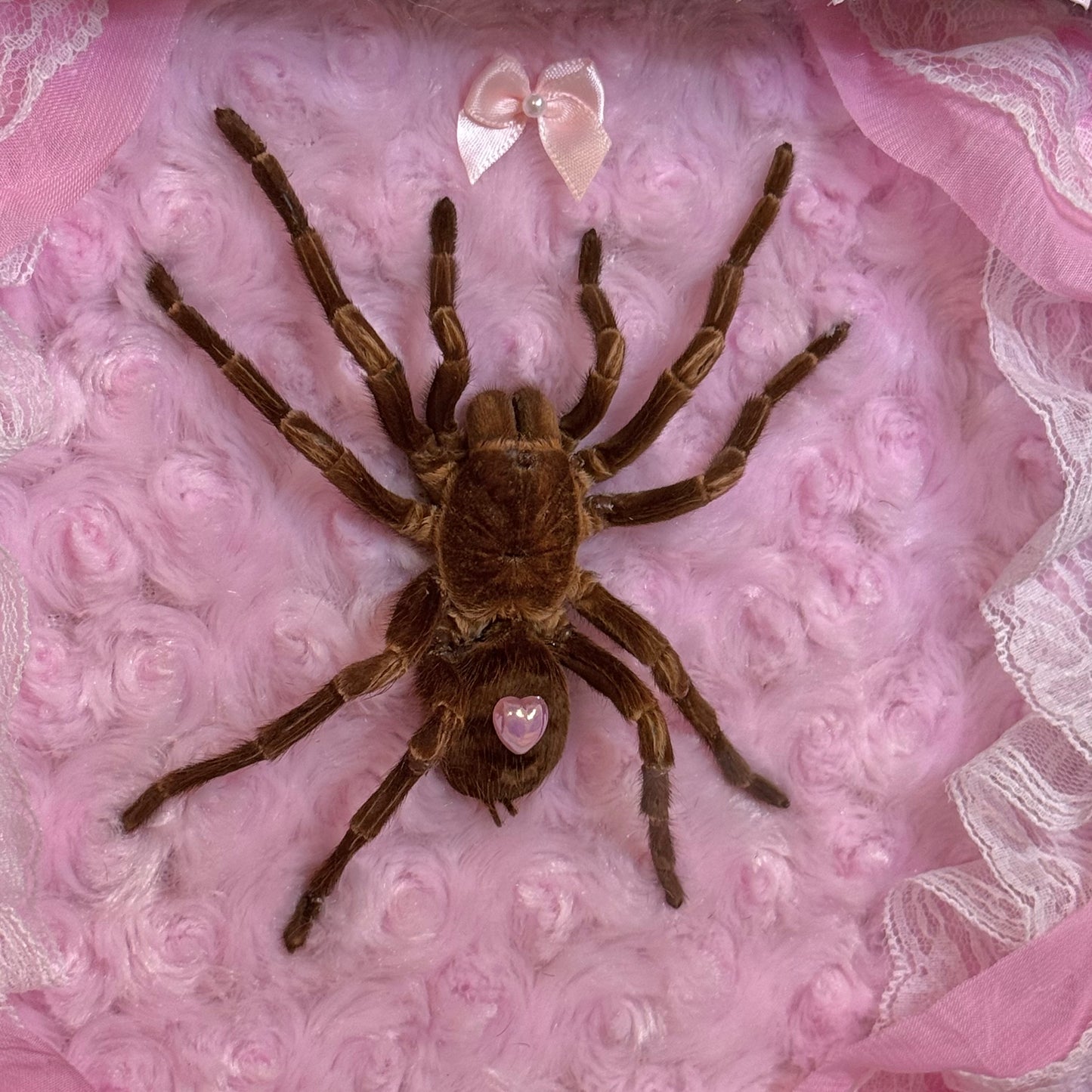 Large Tarantula on Lacy Baby Pink
