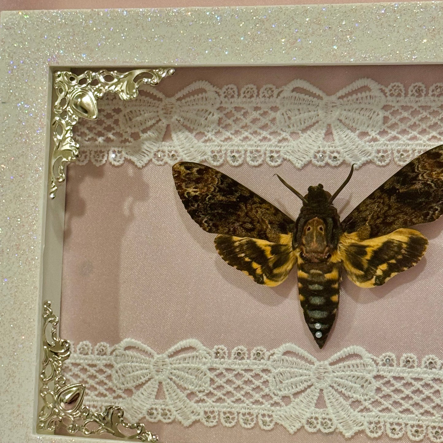 Death Moth on Pink Silk - Sparkle Frame