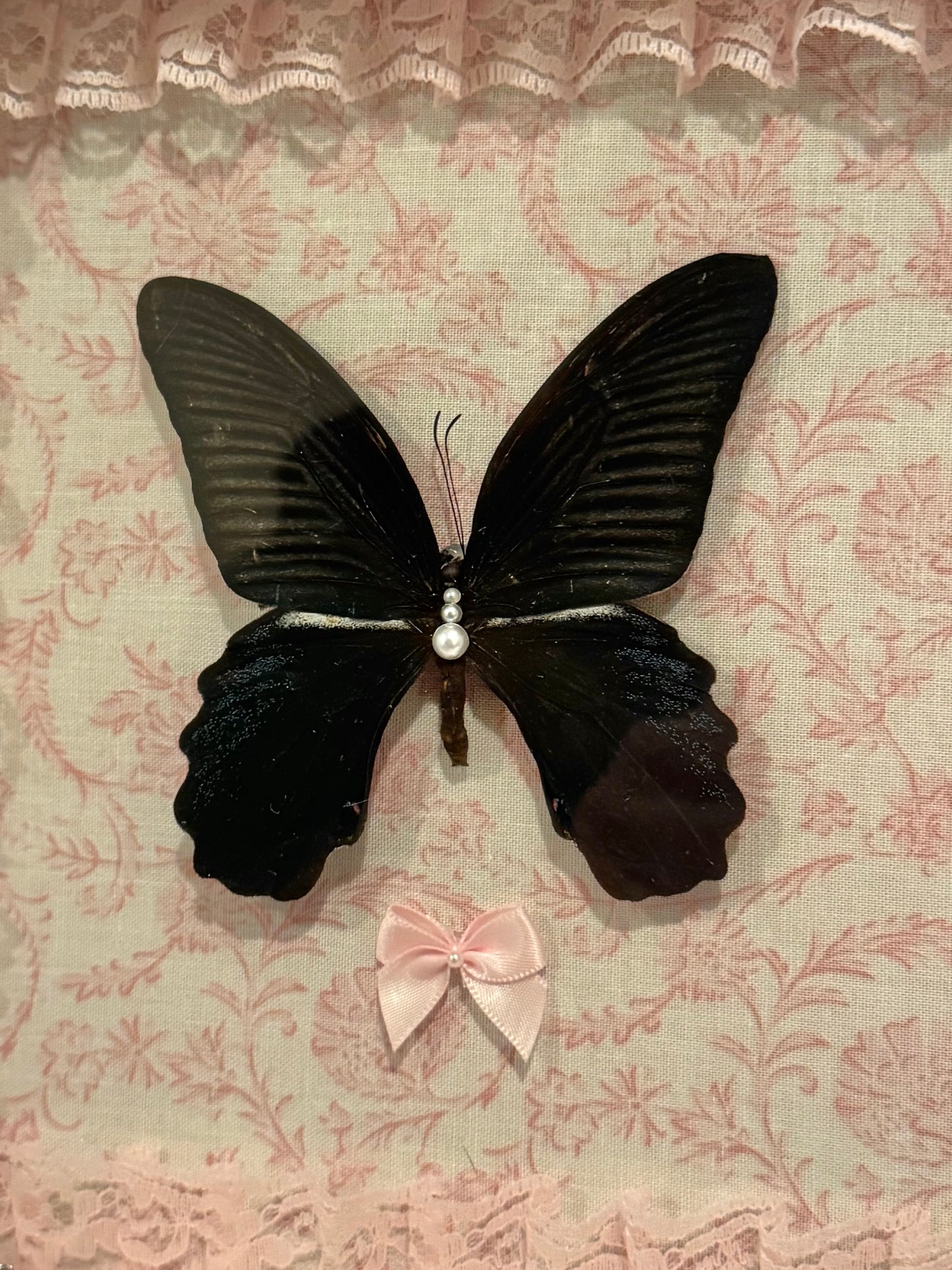 Ascalaphus Swallowtail On Pink