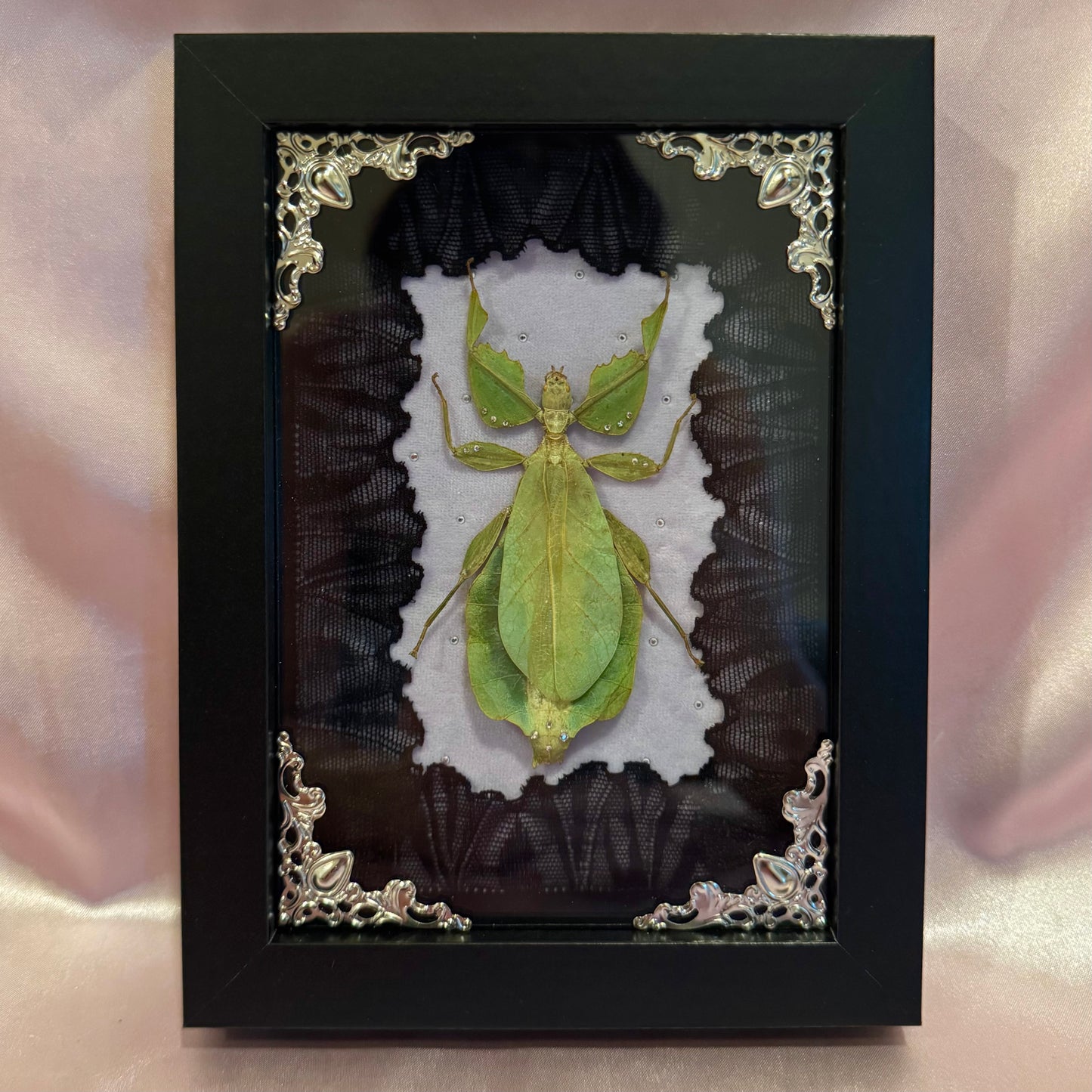 Green Leaf Insect on Purple - Black Frame