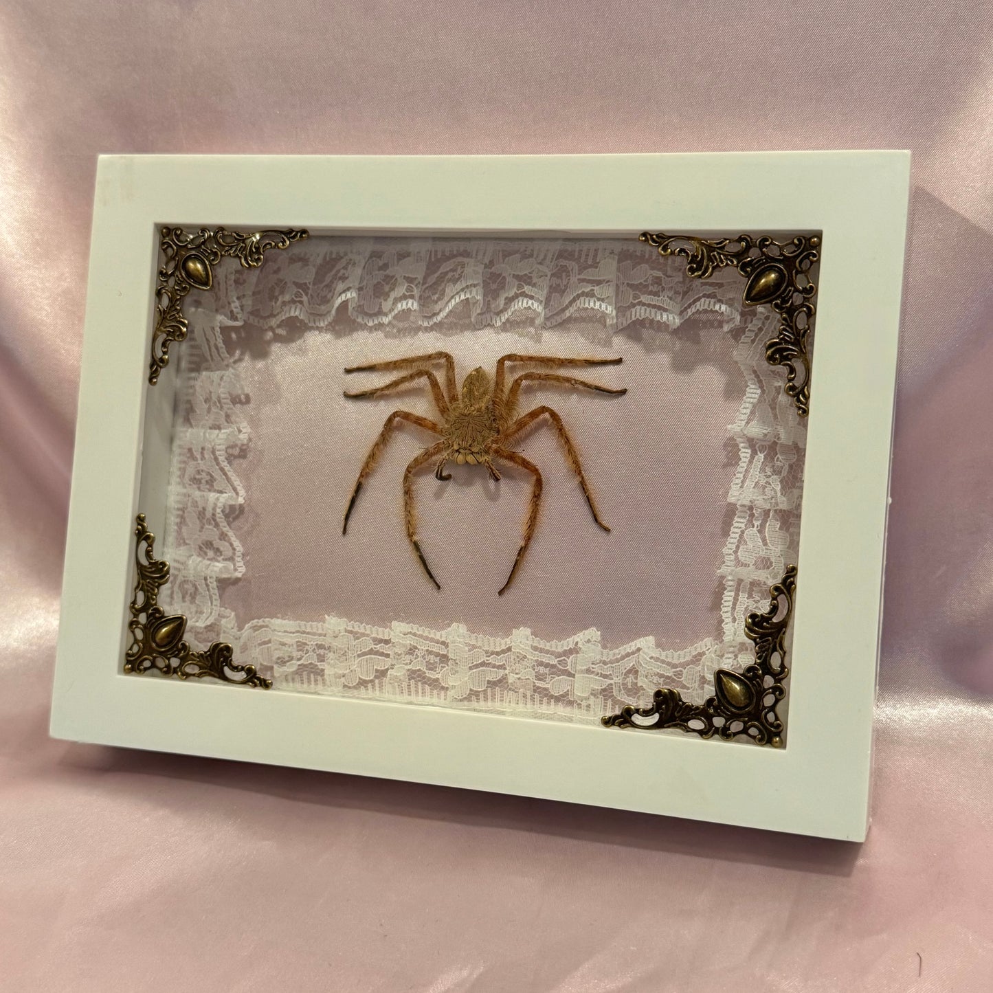 Davidbowie Huntsman Spider on Pink Velvet