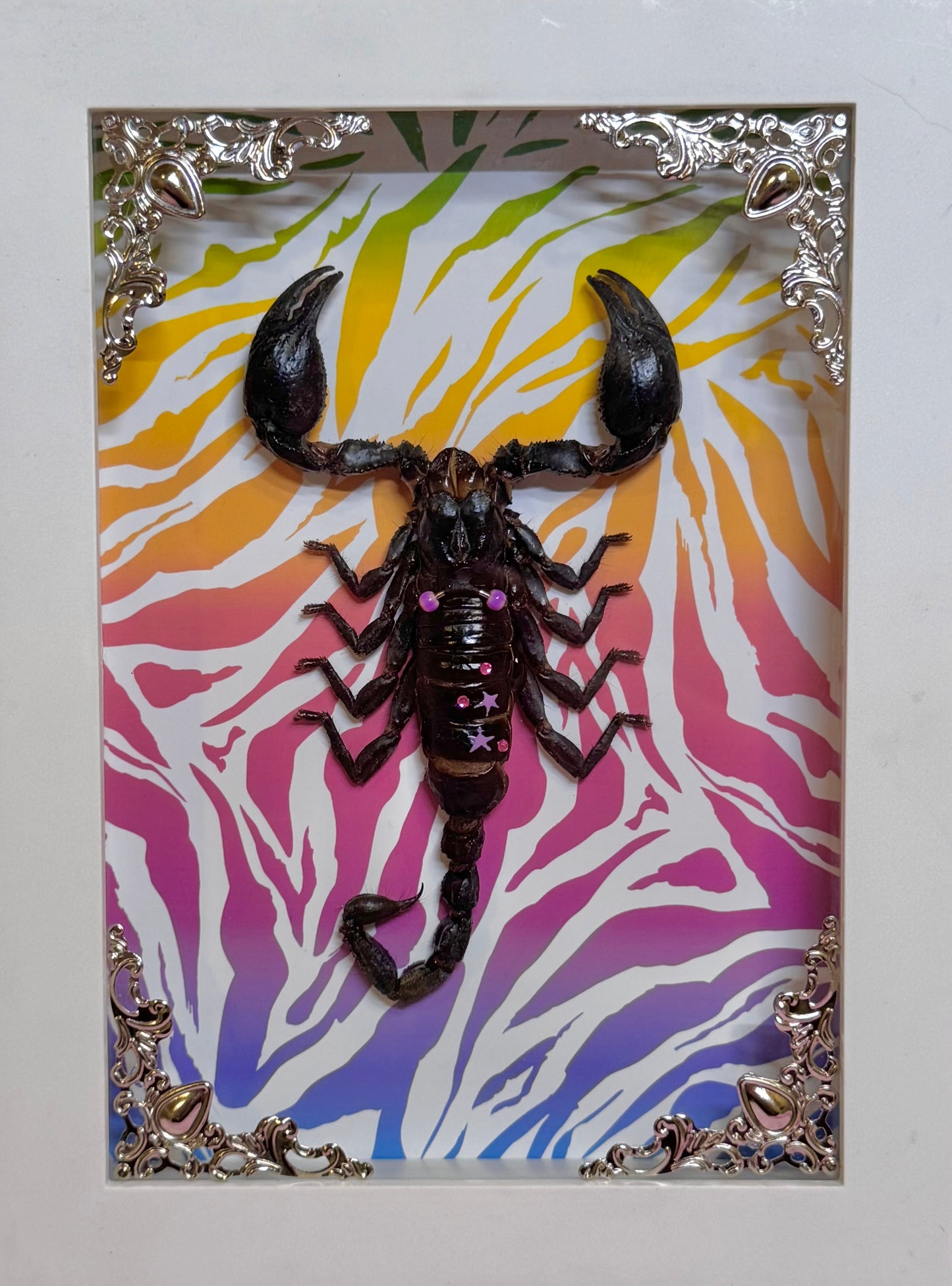 Scorpion On Lisa Frank Inspired Zebra Print