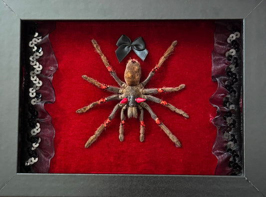 Devil Tarantula