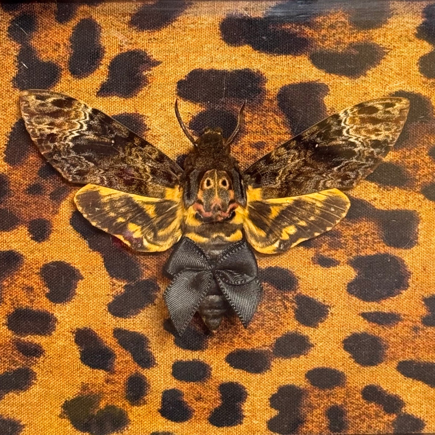 Death Moth on Cheetah Print