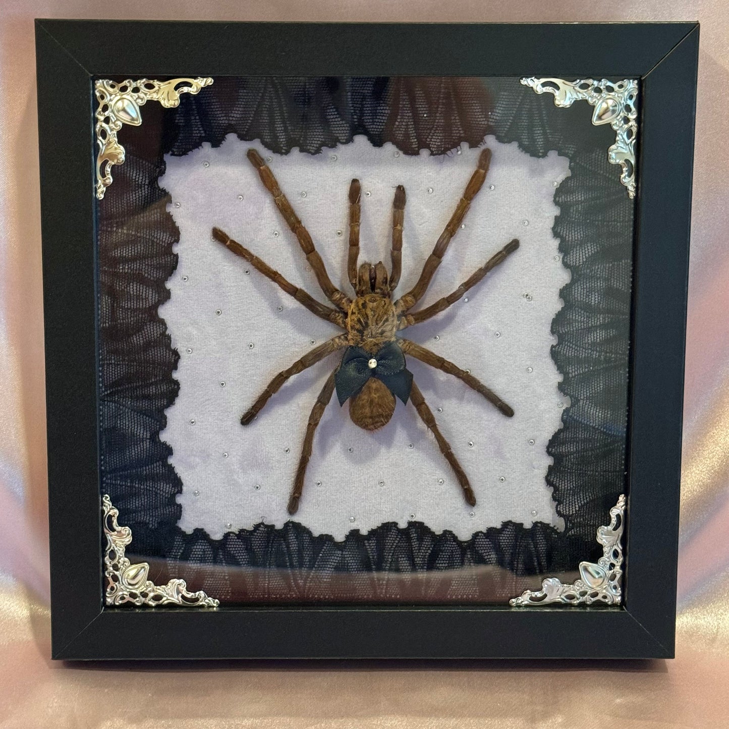 Tarantula on Purple - Black Frame