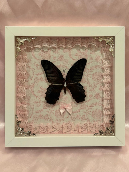 Ascalaphus Swallowtail On Pink