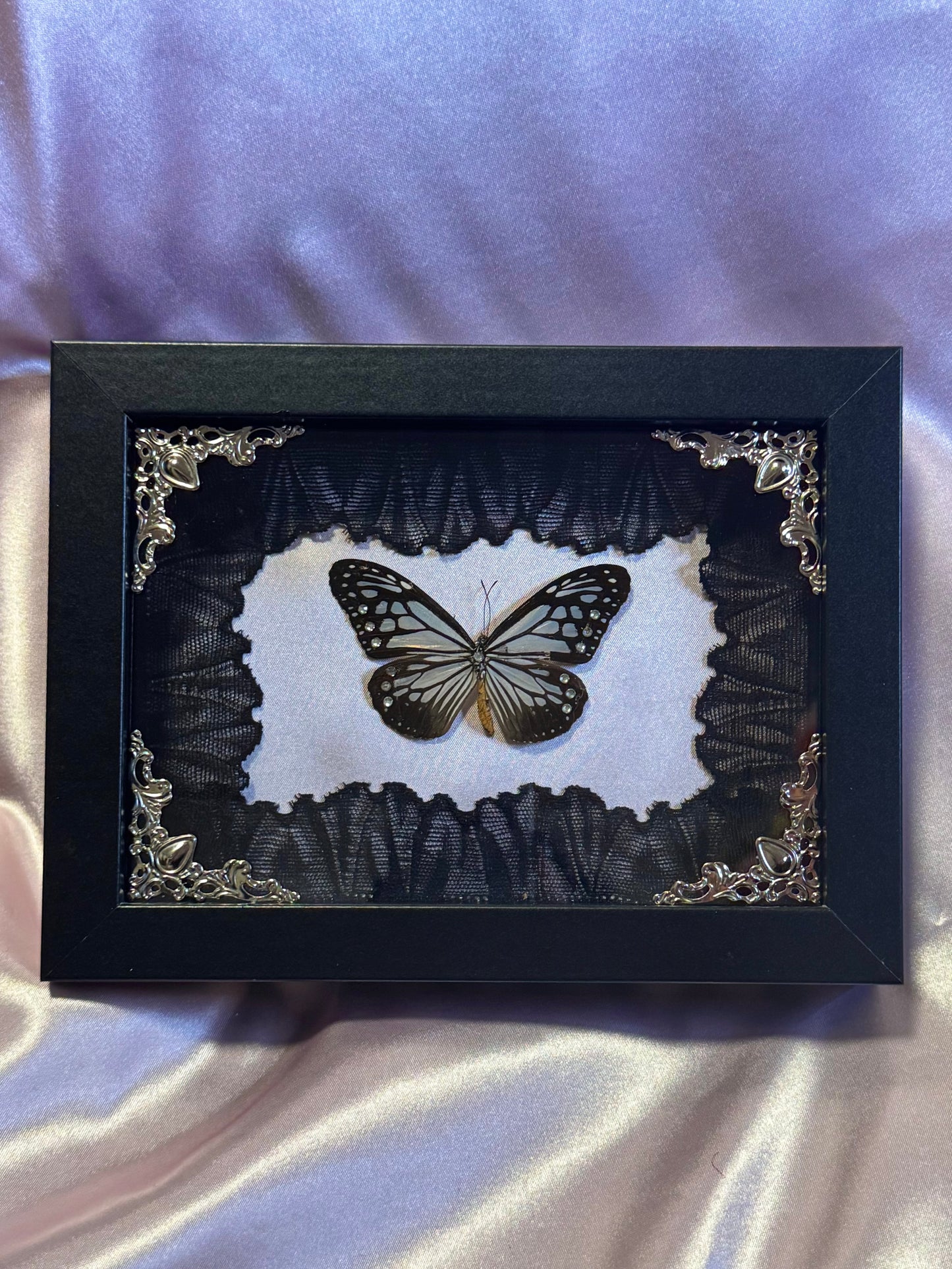 Chestnut Tiger Butterfly