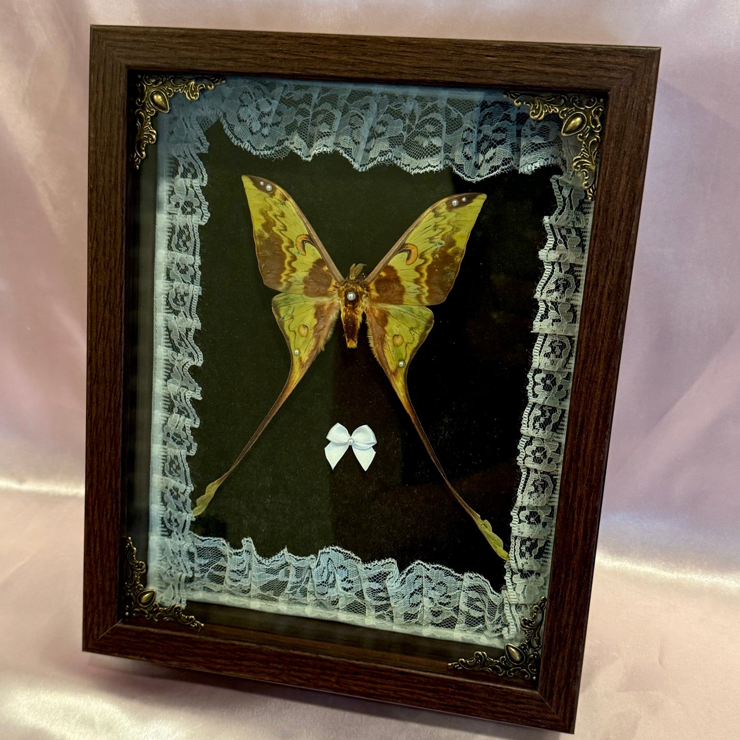Comet Moth on Green - Brown Frame
