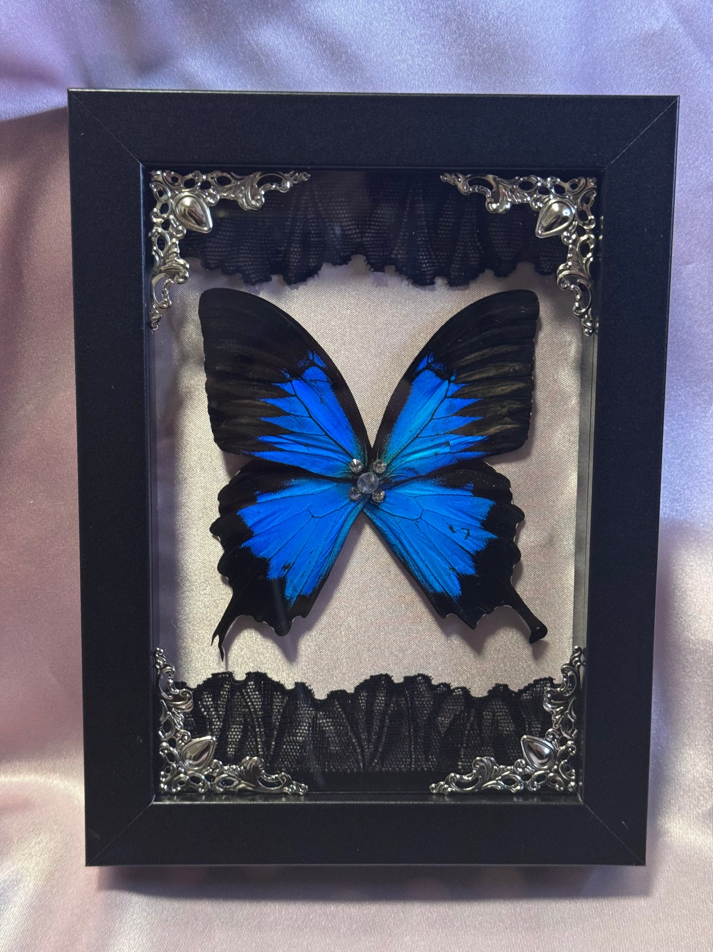 Blue Mountain Swallowtail Wings