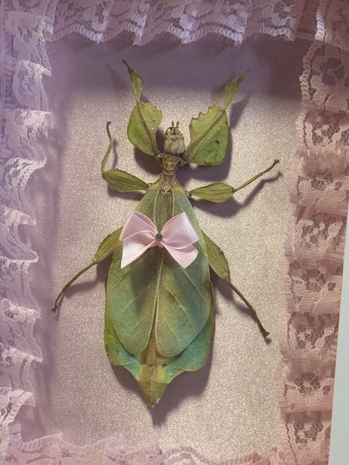 Green Leaf Insect On Pink