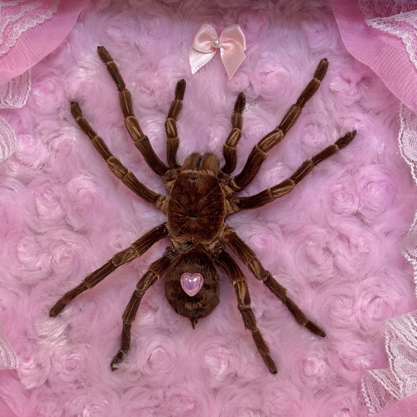 Large Tarantula on Lacy Baby Pink