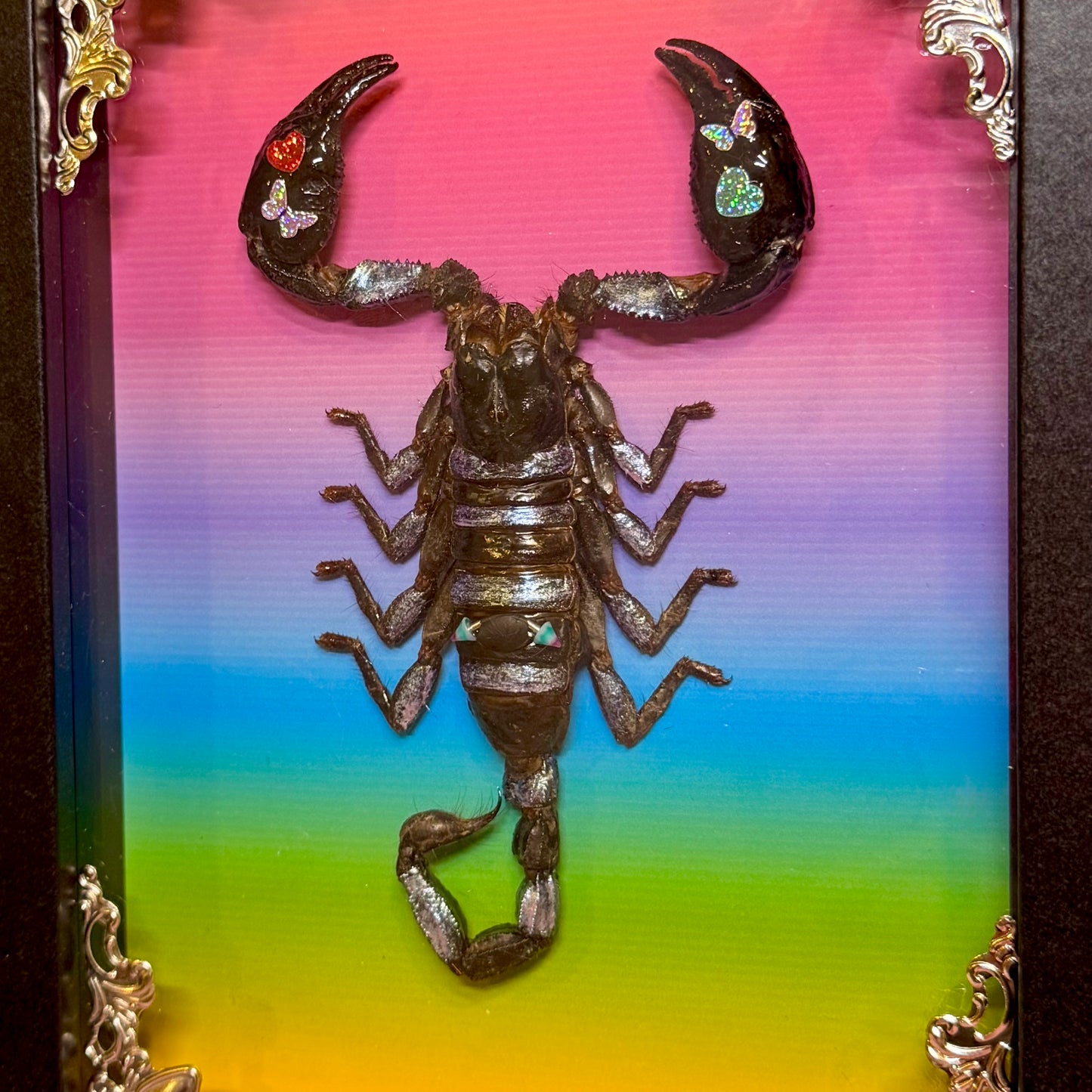 Scorpion On Lisa Frank Inspired Rainbow Print
