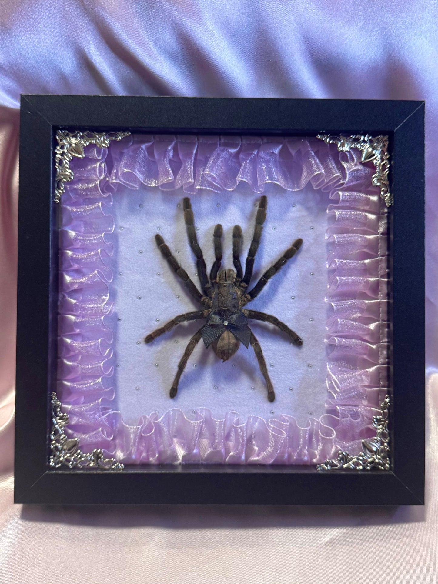 Large Tarantula On Purple