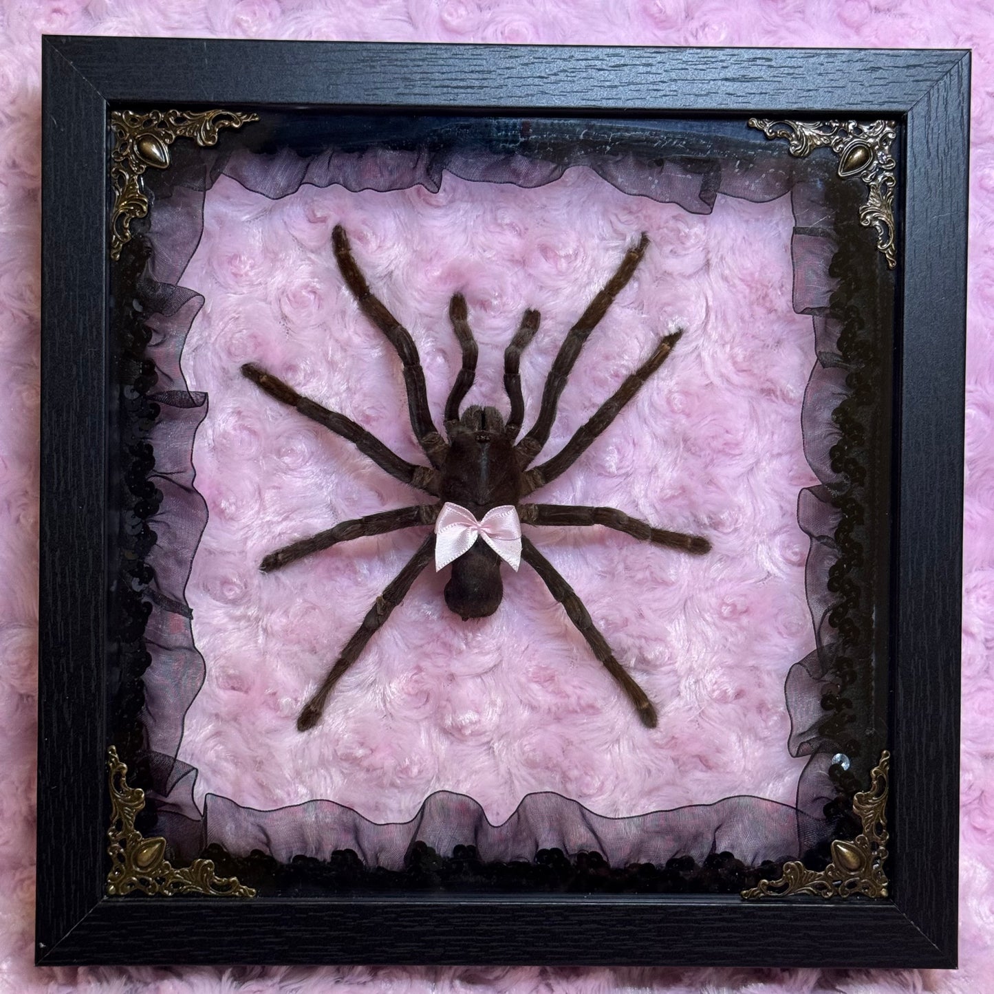 Tarantula on Pink and Black