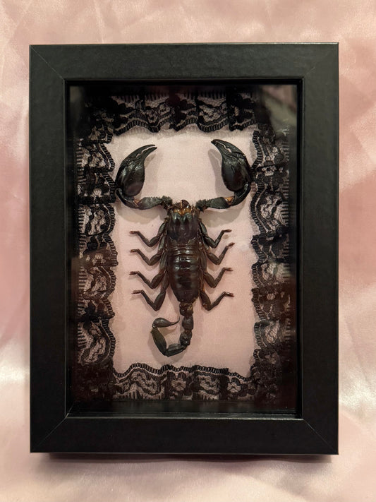 Asian Forest Scorpion On Pink & Black￼