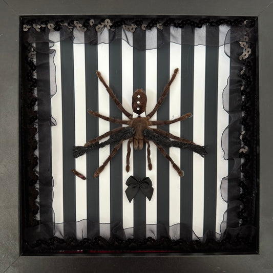 Wednesday Tarantula