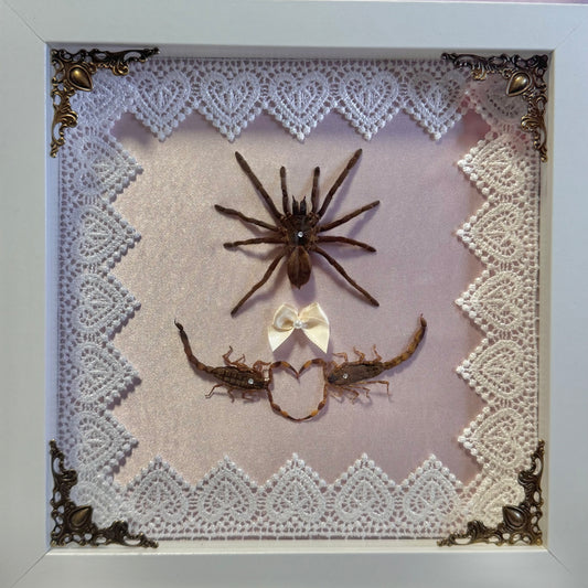 Tarantula And Scorpion Lovers On Pink