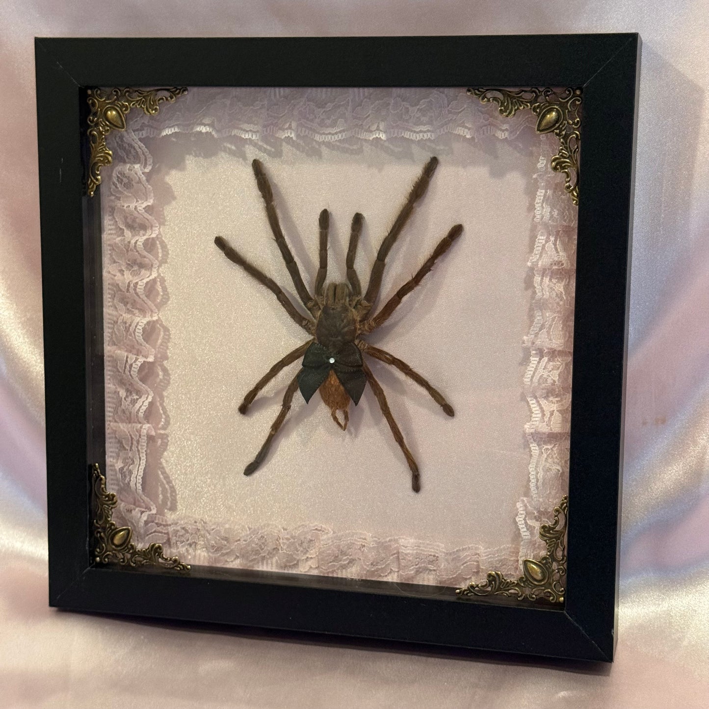 Tarantula on Pink Silk