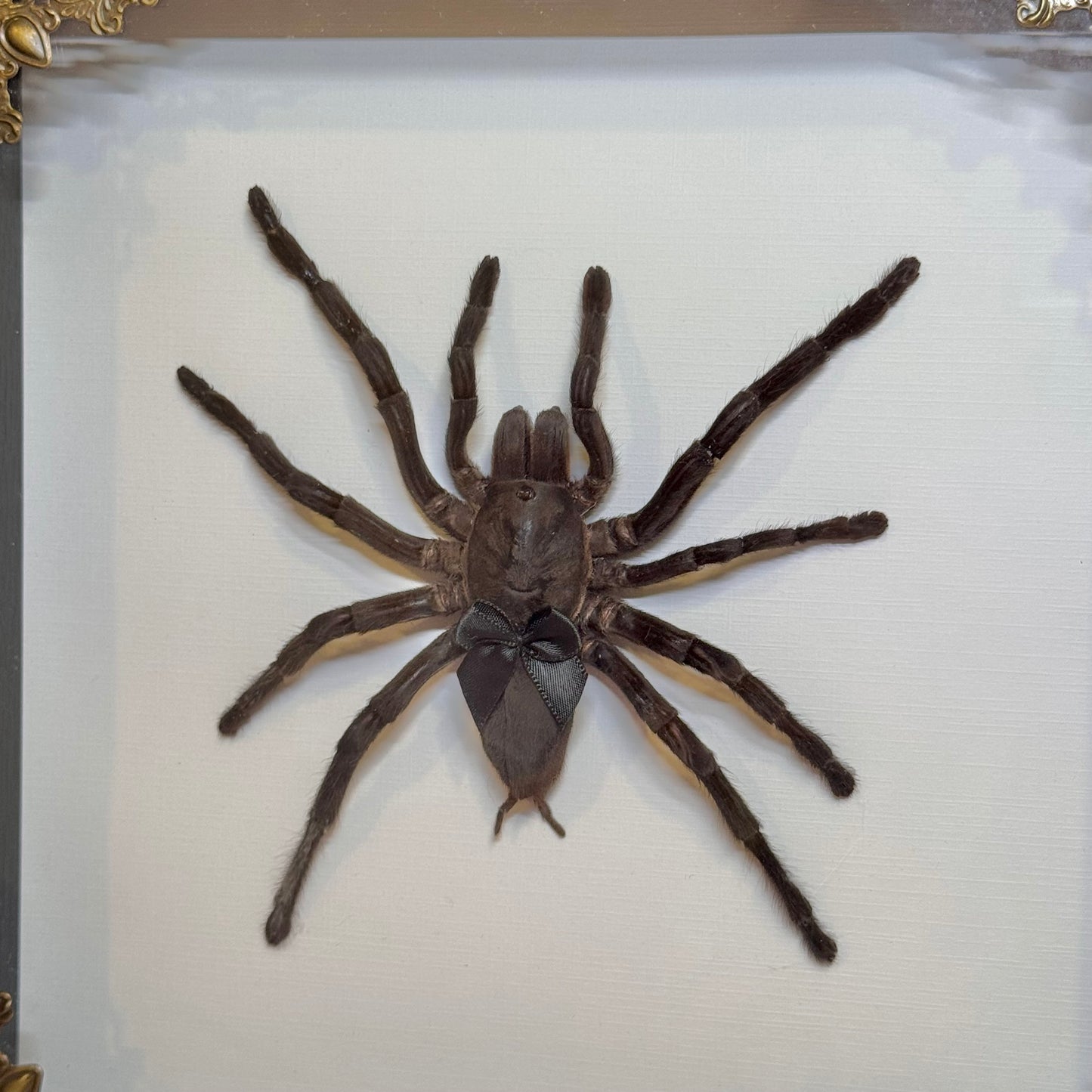 Large Tarantula With Cutie Black Bow