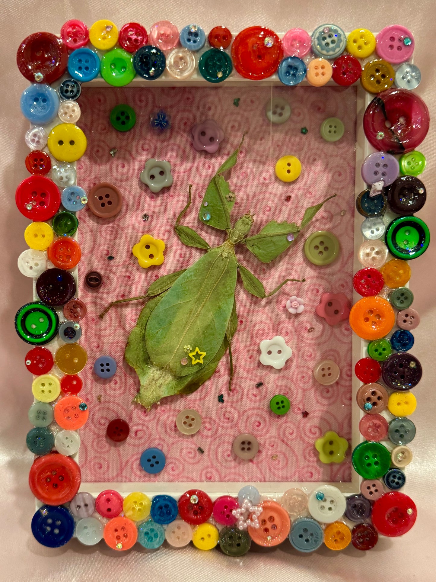 Button Baby Leaf Insect