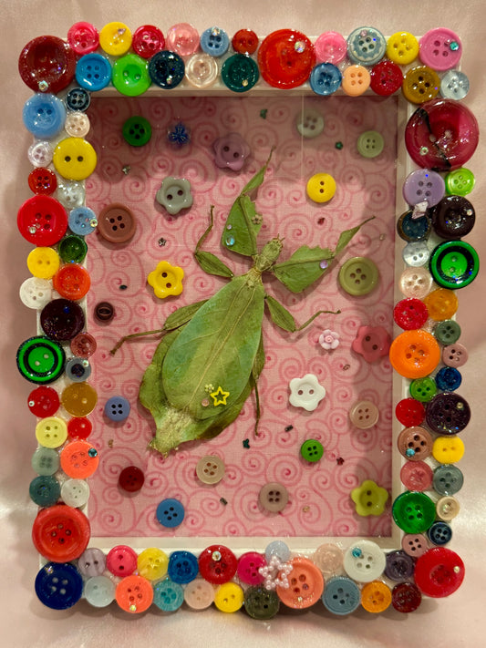 Button Baby Leaf Insect