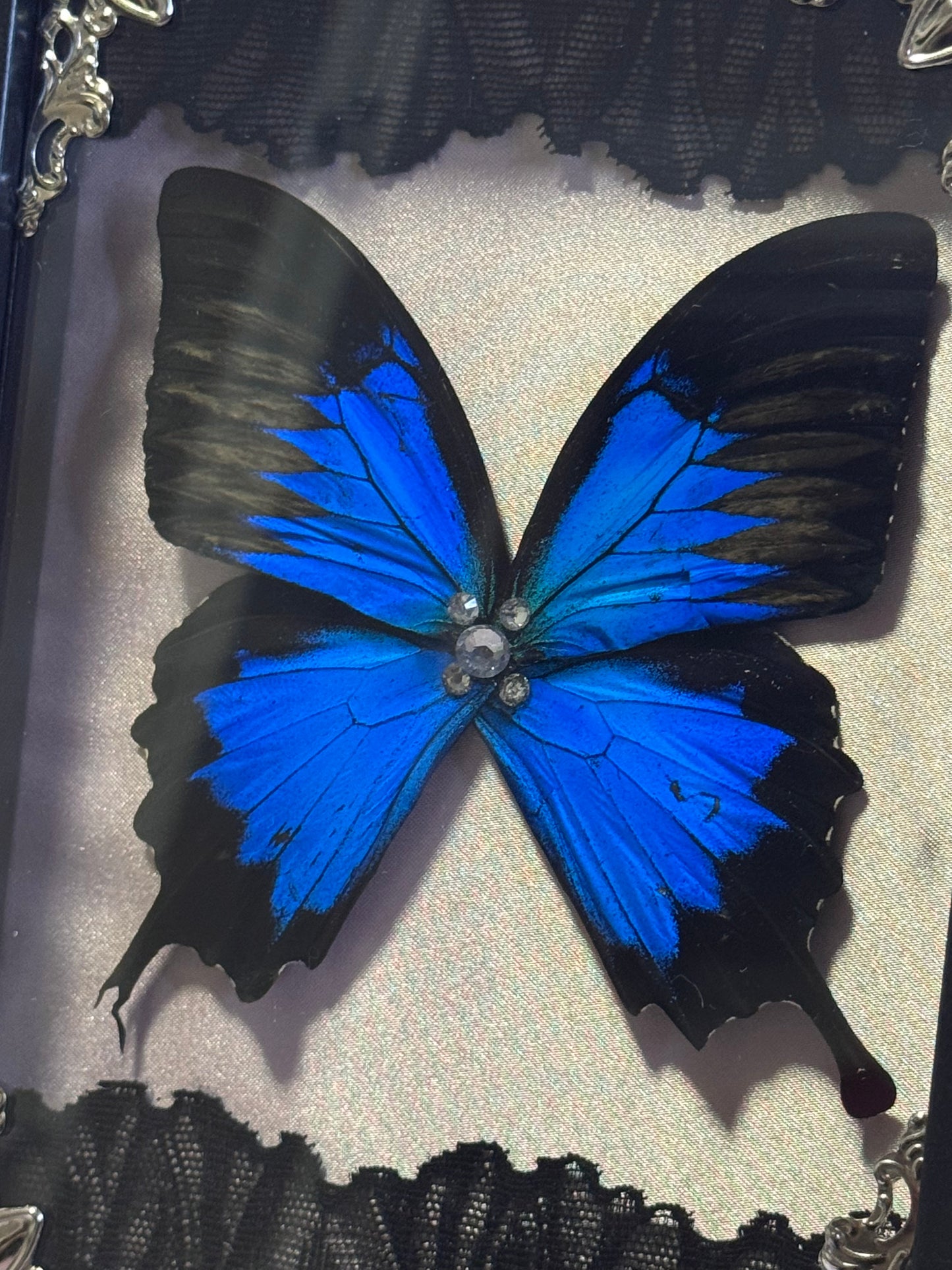 Blue Mountain Swallowtail Wings