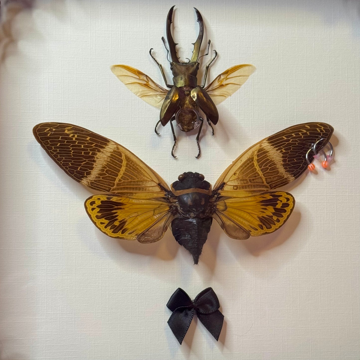 Beetle & Cicada Pierced Duo