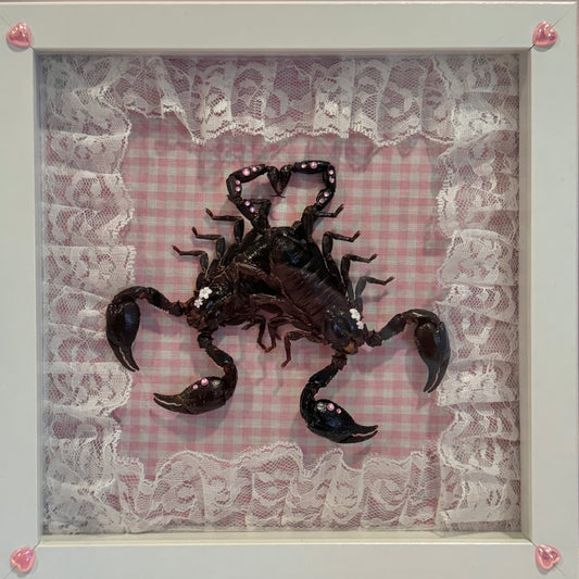 Scorpion Lovers on Pink Gingham