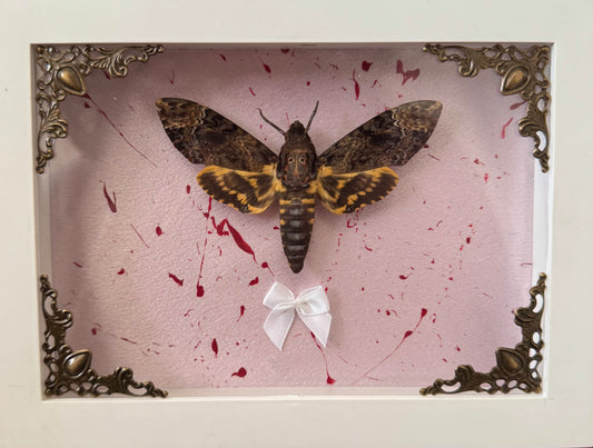Bloody Death Moth