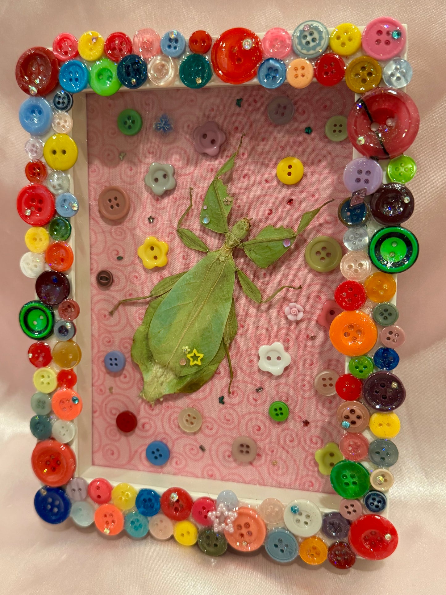 Button Baby Leaf Insect