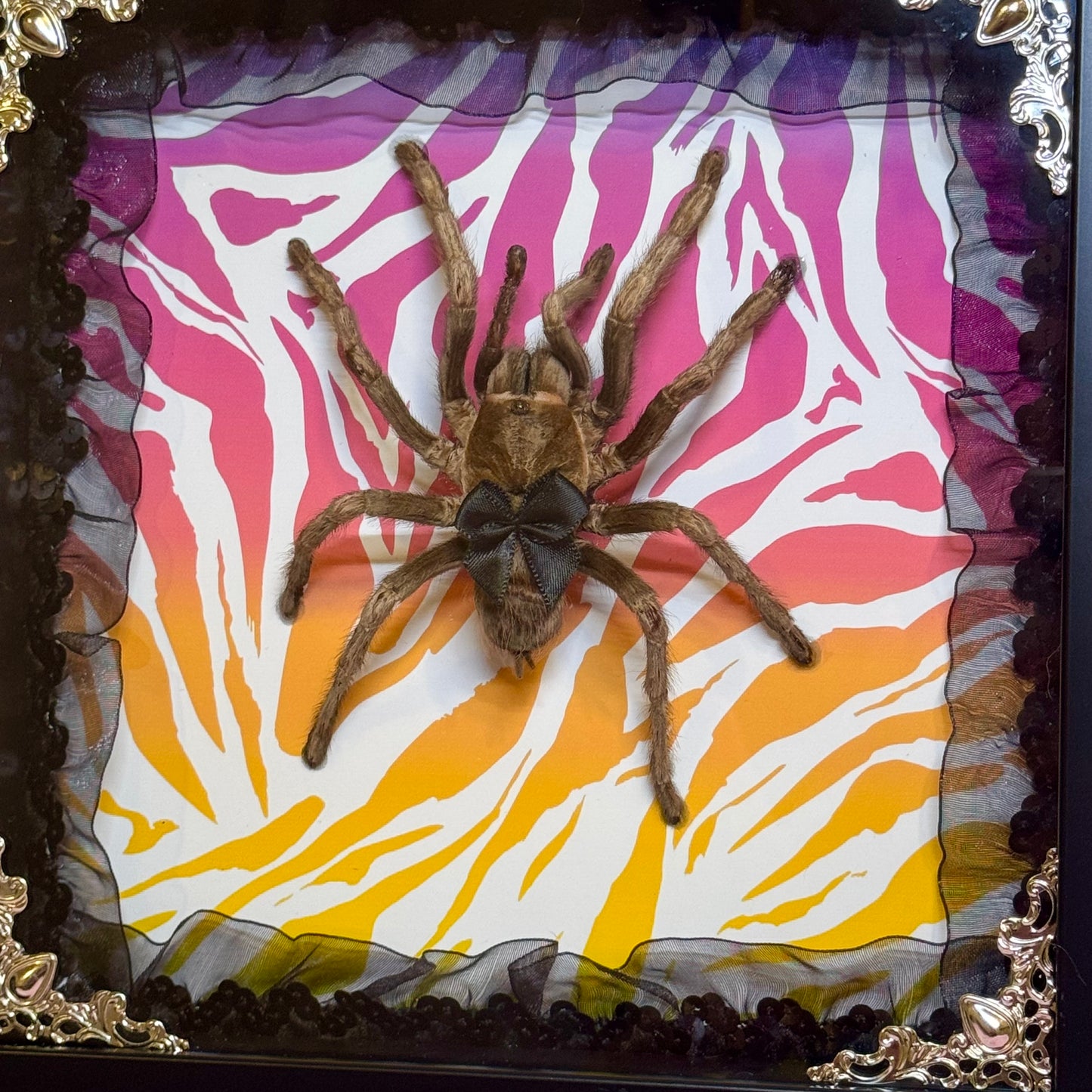 Large Tarantula on Lisa Frank Inspired Rainbow Zebra Print