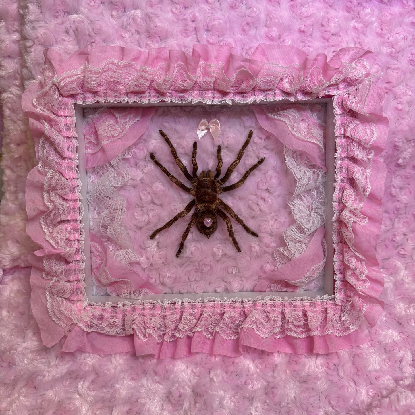 Large Tarantula on Lacy Baby Pink