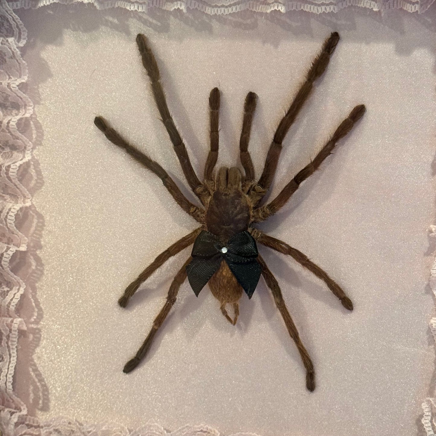 Tarantula on Pink Silk