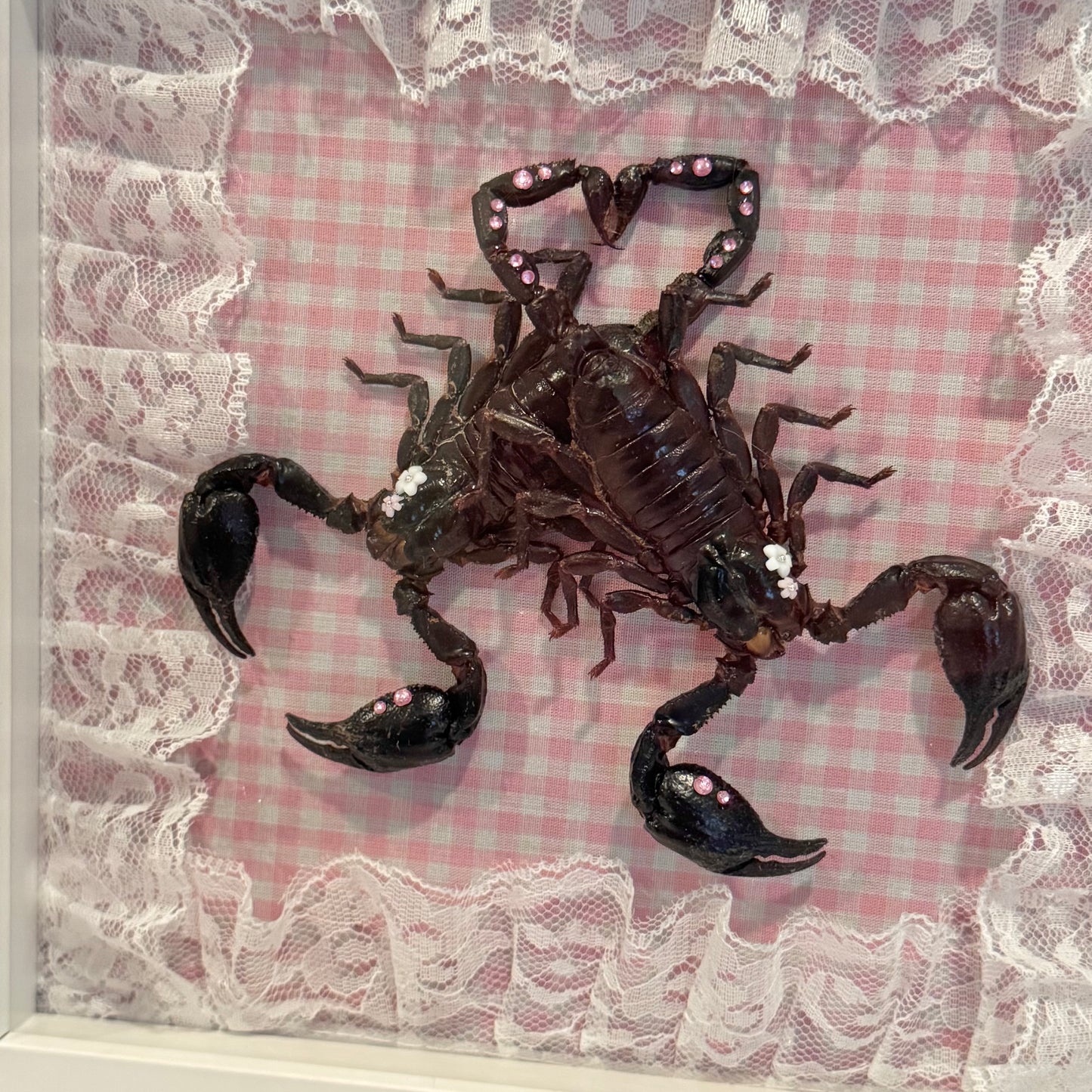 Scorpion Lovers on Pink Gingham