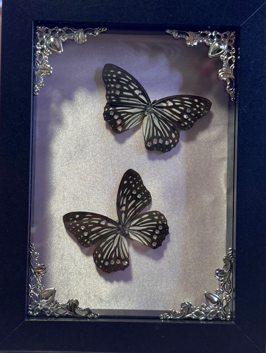 Red Ring Skirt Butterfly Duo