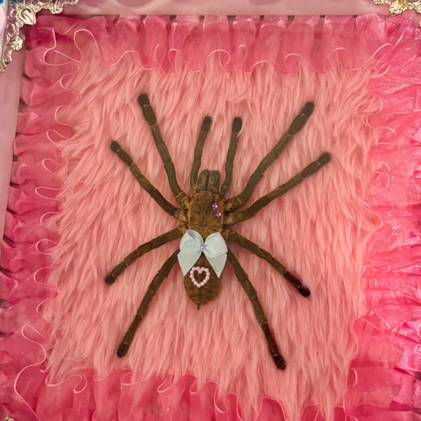 Tarantula on Fur Button Baby