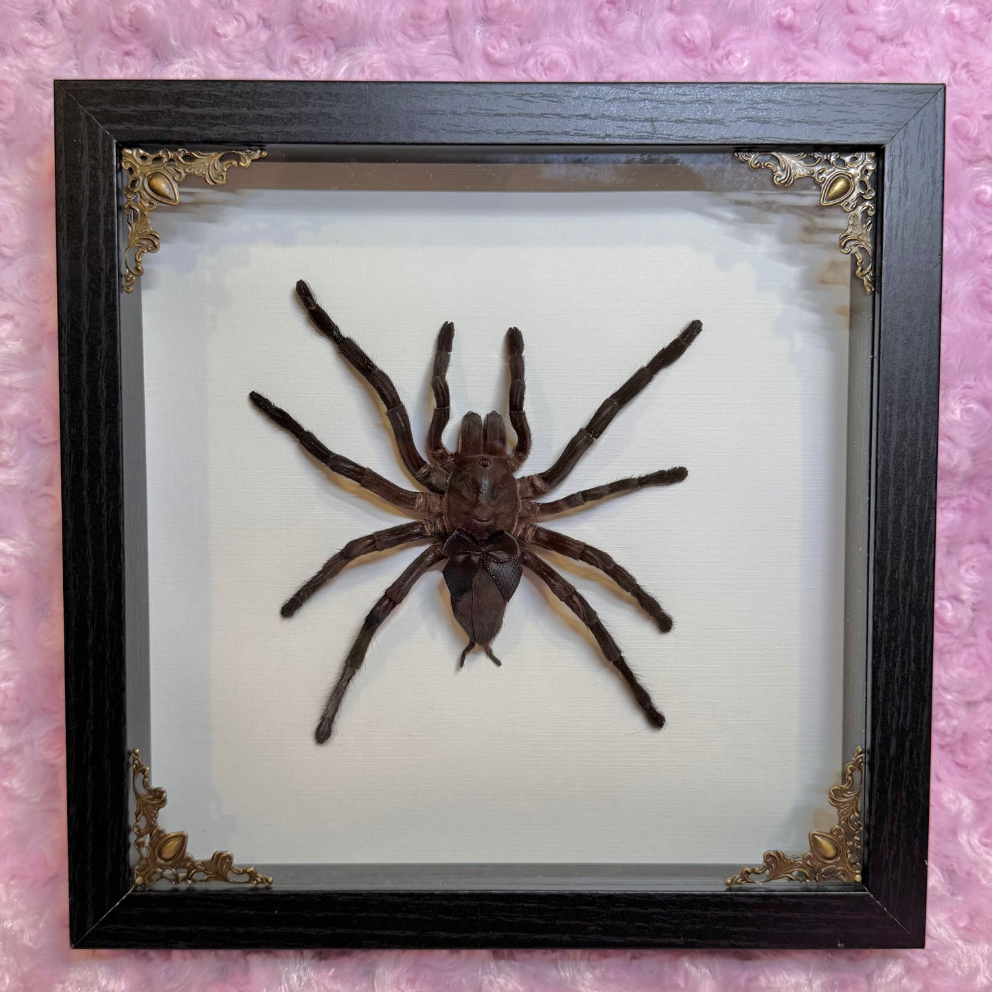 Large Tarantula With Cutie Black Bow