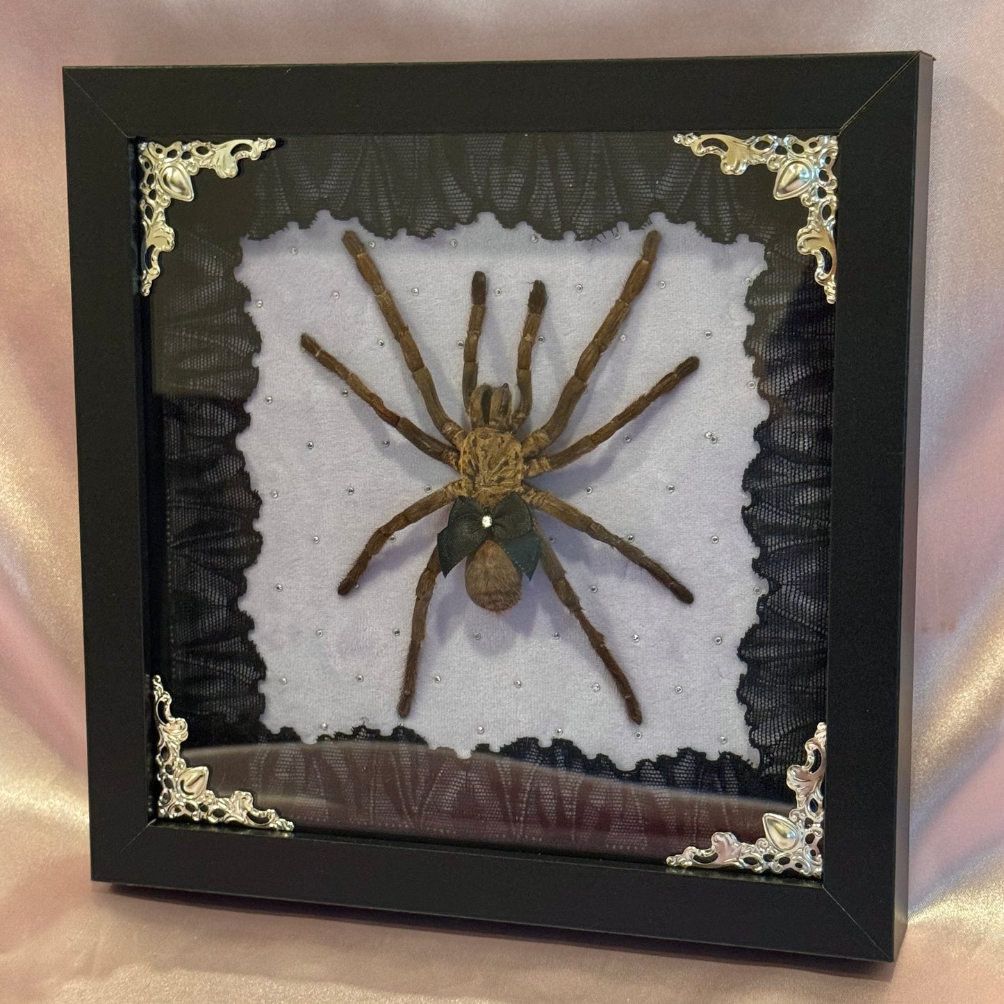 Tarantula on Purple - Black Frame