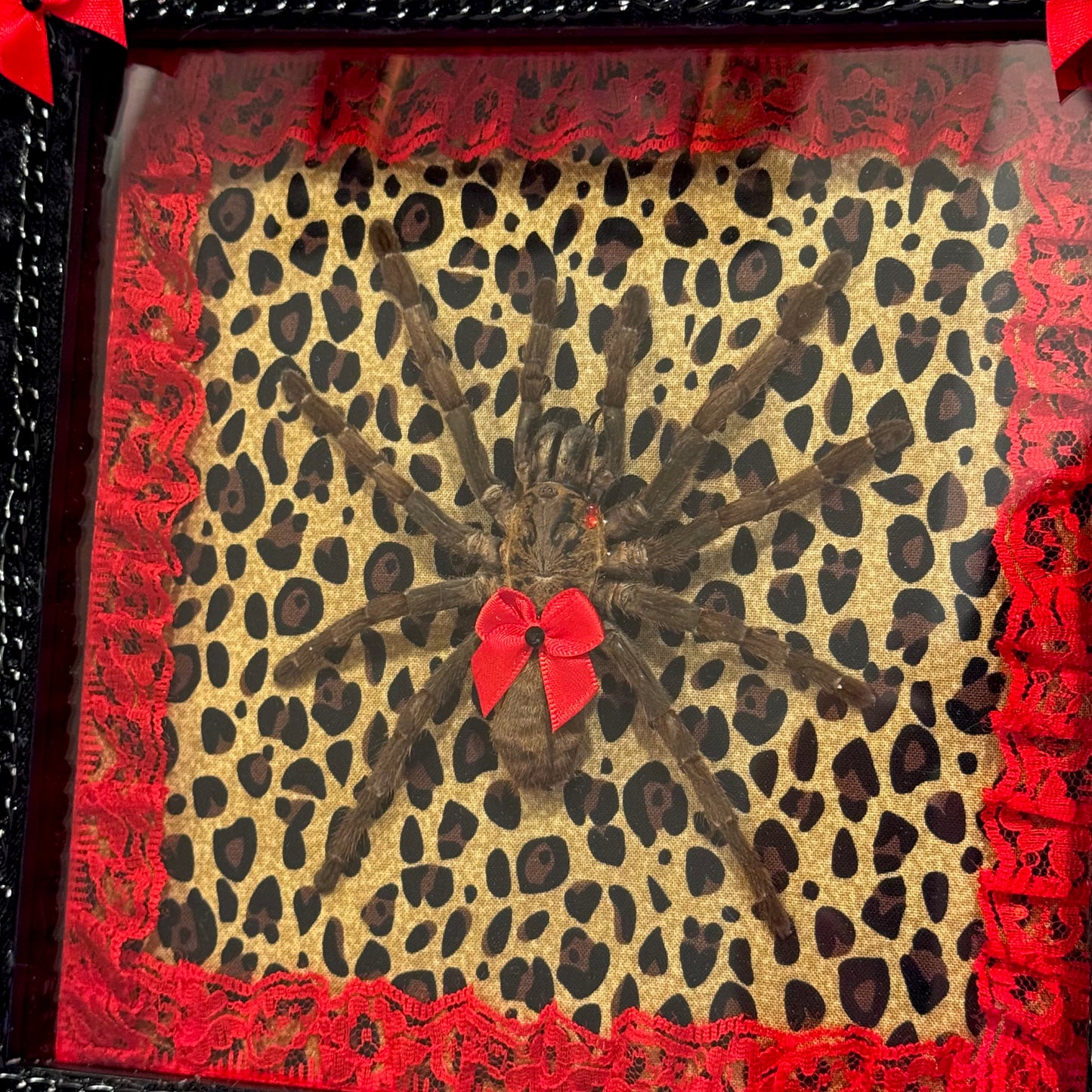 Tarantula on Cheetah Print