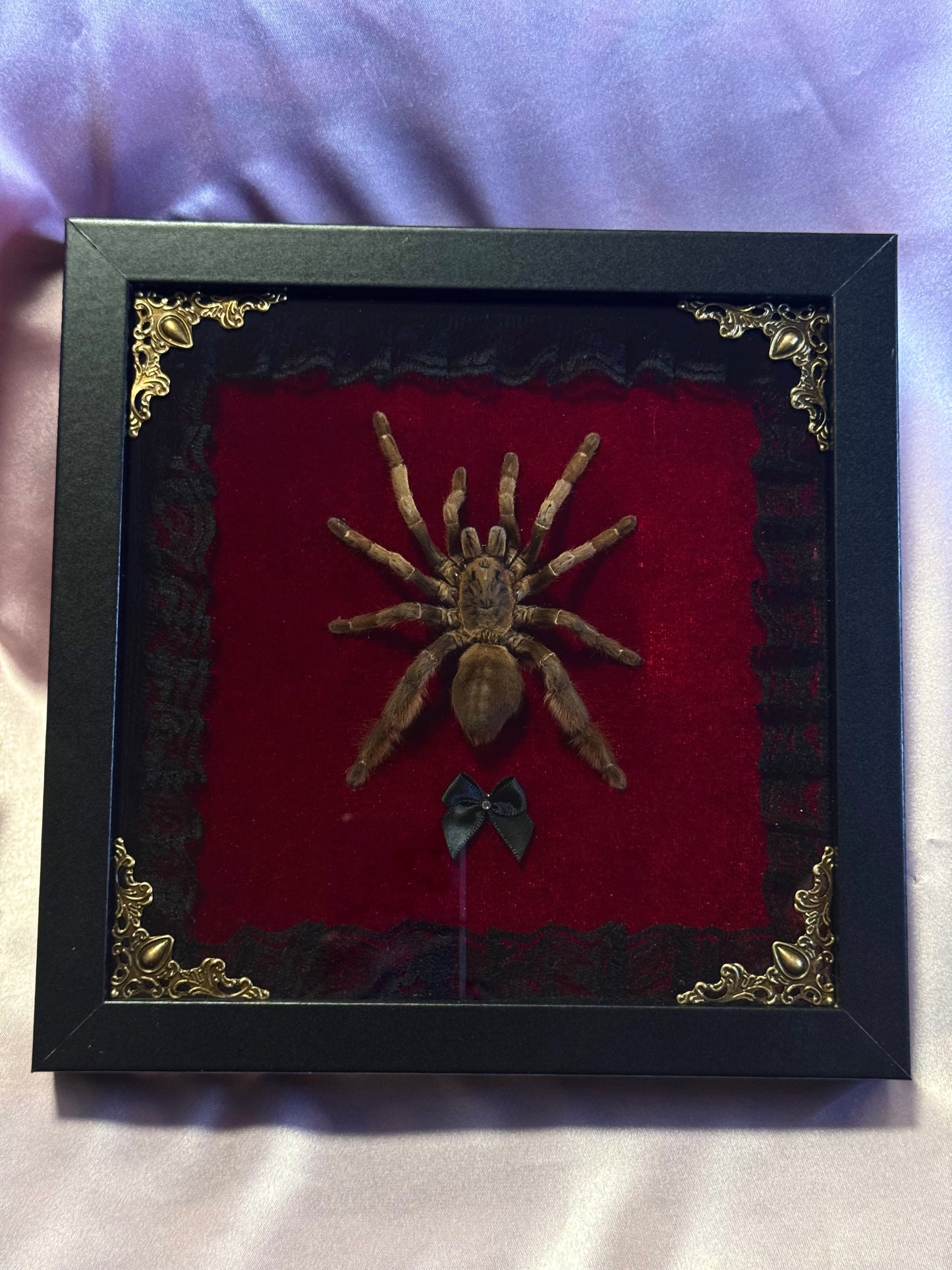 Tarantula On Red Velvet